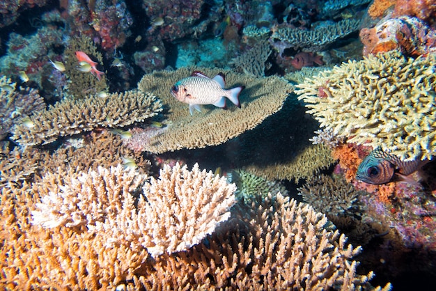 Diving in colorful reef underwater