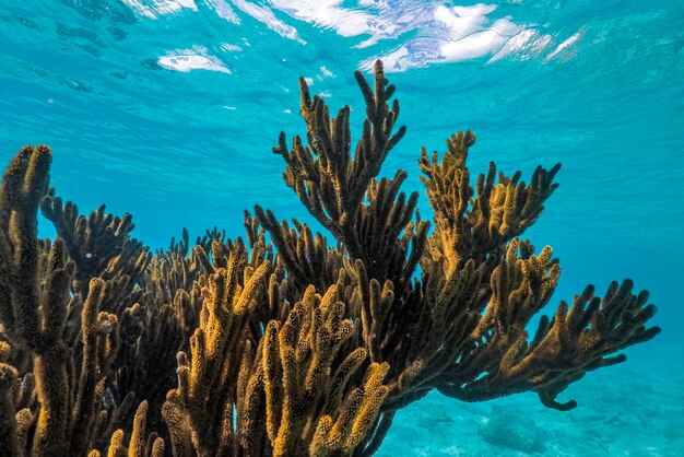 Diving in curacao