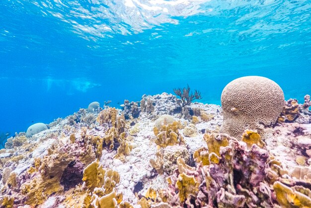 Diving in curacao