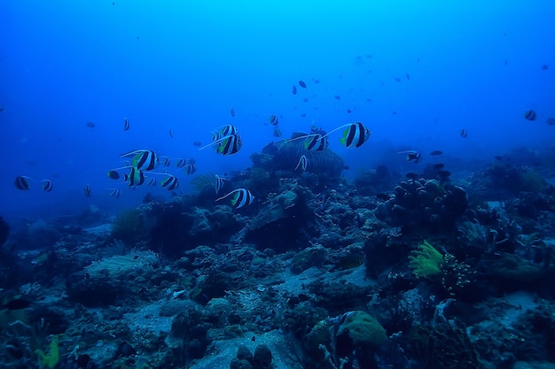 水/海のシーンに飛び込み、海で休息し、水中の野生生物