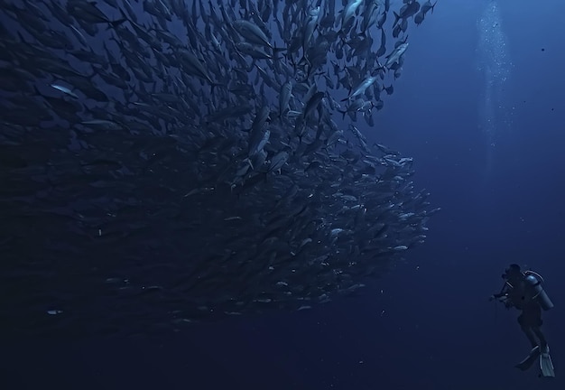 diving into water / sea scene, rest in the ocean, wildlife under water