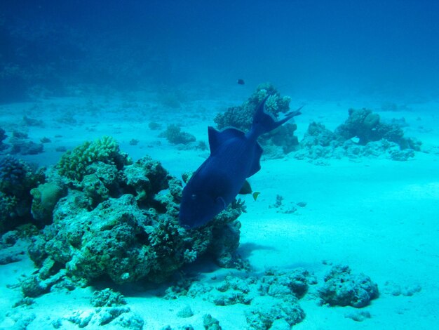 Diving in the red sea