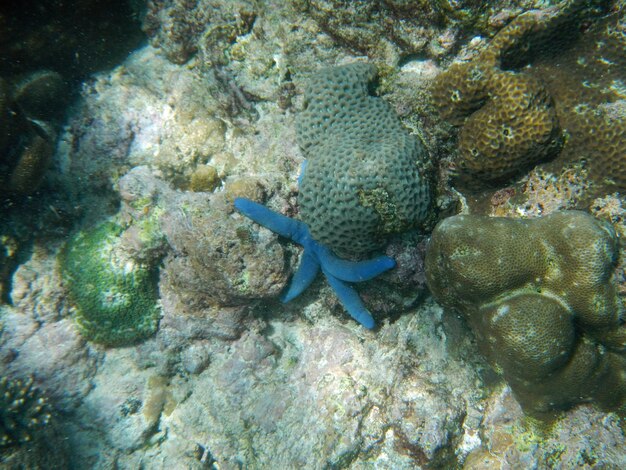 The diving on Socotra island Indian ocean Yemen