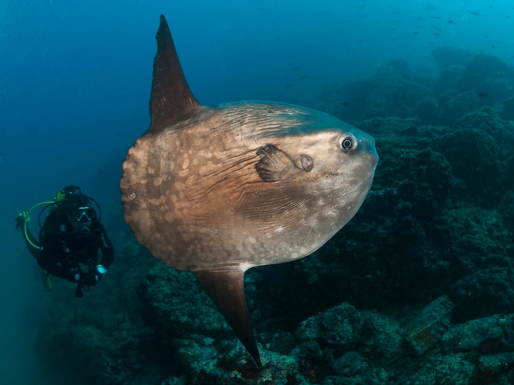 Sunfish Mola mola와 함께하는 다이빙 그라나다 스페인