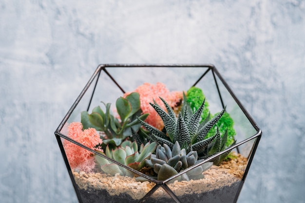 DIY florarium. Modern home gardening. Colorful plants growing in glass geometric vase. 