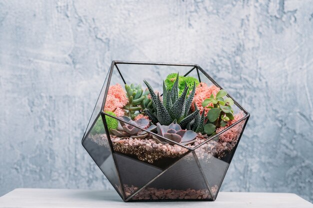 DIY florarium. Modern organic interior decor. Colorful plants growing in glass geometric vase. 