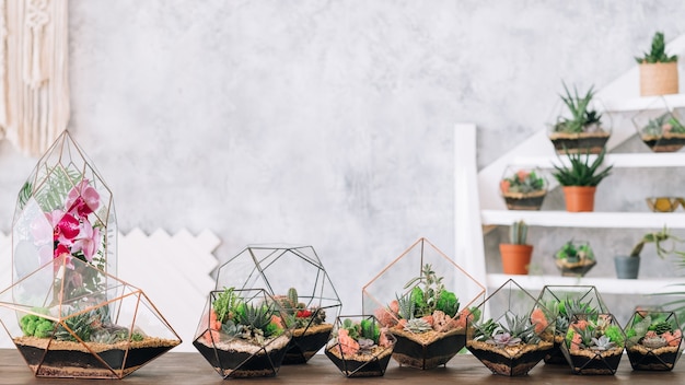 DIY florarium. Natural interior decor. Collection of green plants growing in glass geometric vases. 