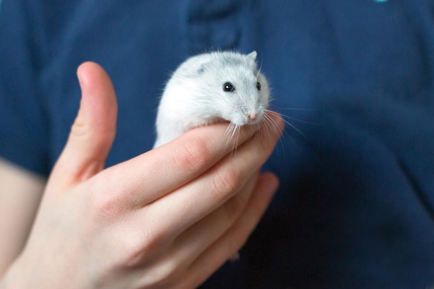 Djungarian hamster in the child hand