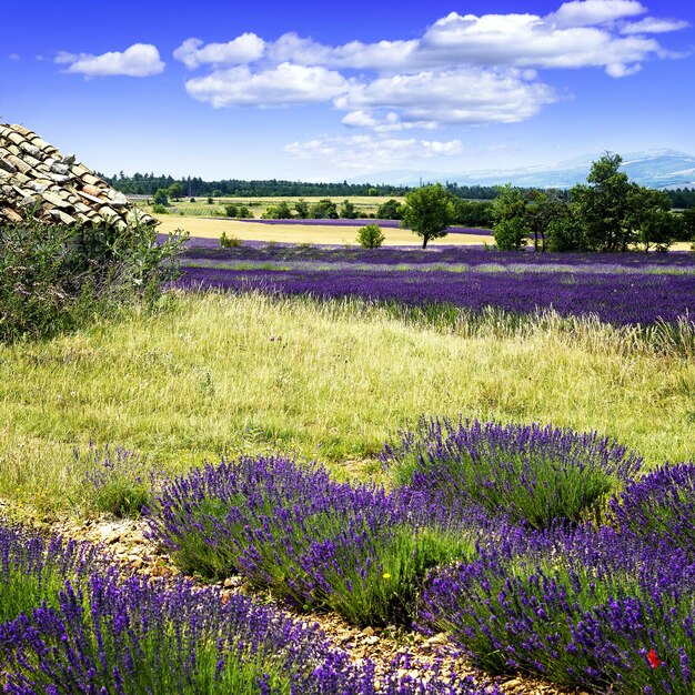 Foto dmall caban tramonto estivo in provenza francia