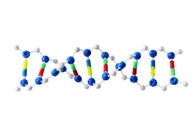 흰색 배경 DNA 기념품에 고립 된 DNA 모델