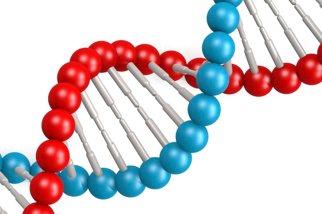 파란색과 빨간색 요소가 있는 DNA 모델