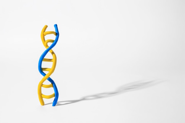 DNA molecule model made of colorful plasticine on white background space for text