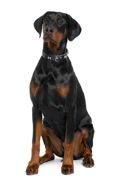 5か月のドバーマン。分離された犬の肖像画