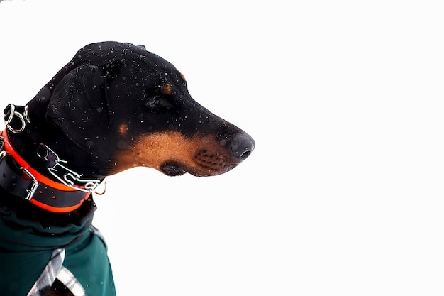 Doberman closeup face winter