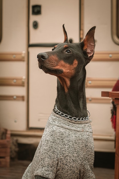 Doberman dog breed on New Year's holidays Christmas holidays in a motor home