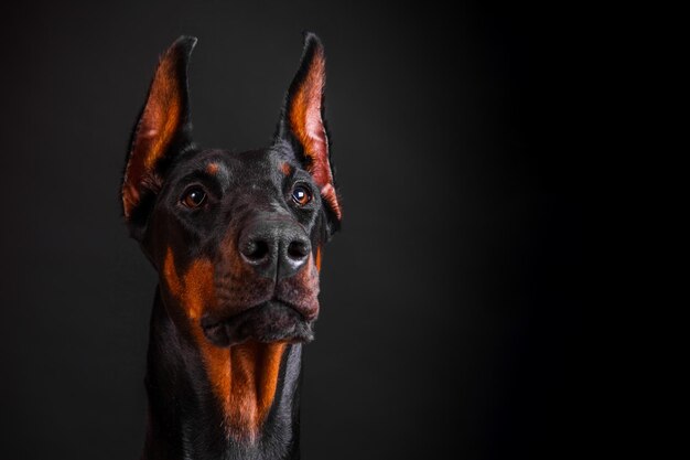 Доберман собака крупным планом на темном фоне