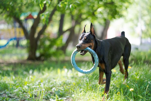 Cane doberman sulla natura. animale domestico attivo che gioca nel parco con il giocattolo