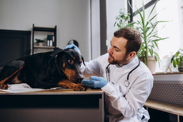 Doberman dog at the vet