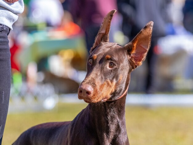 Doberman dog with an attentive gaze near his owner in sunny weather