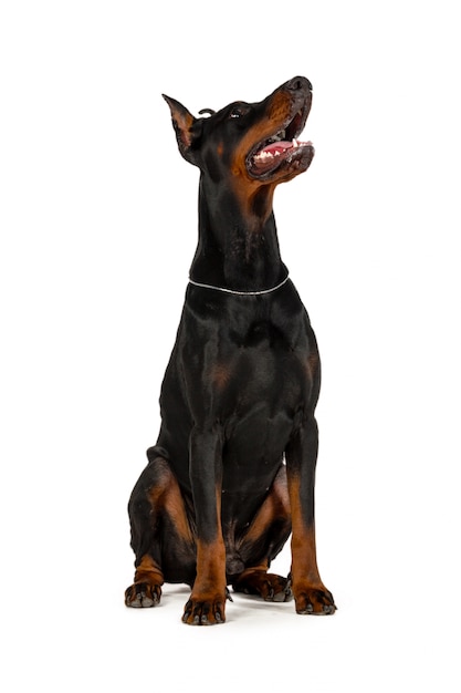 Photo doberman dog