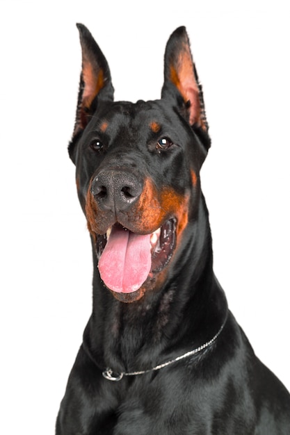 Doberman dog