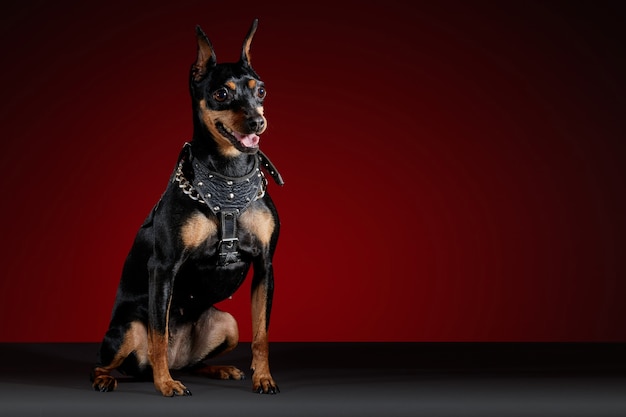 Doberman hond met slabbetje poseren voor fotoshoot op een grijze tafel en een rode achtergrond