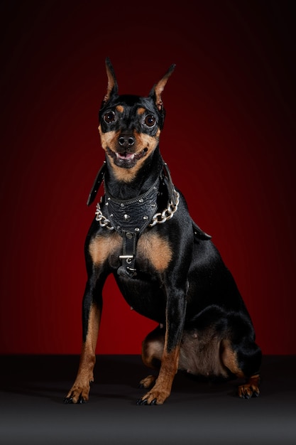 Doberman hond met slabbetje poseren voor fotoshoot op een grijze tafel en een rode achtergrond