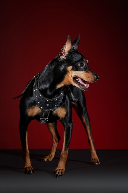 Doberman hond met slabbetje poseren voor fotoshoot op een grijze tafel en een rode achtergrond