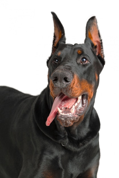 Doberman isolated on white