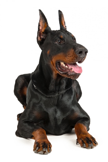 Doberman isolato