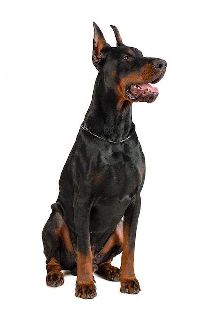 Foto doberman op witte achtergrond