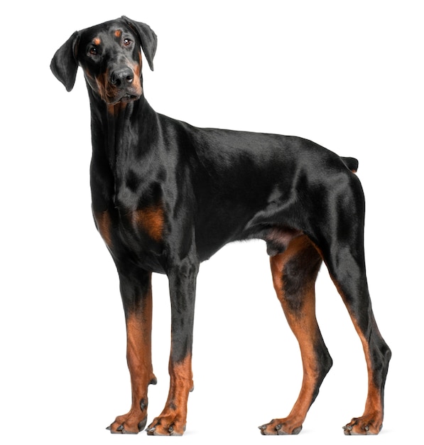 Doberman Pinscher, 13 months old, standing