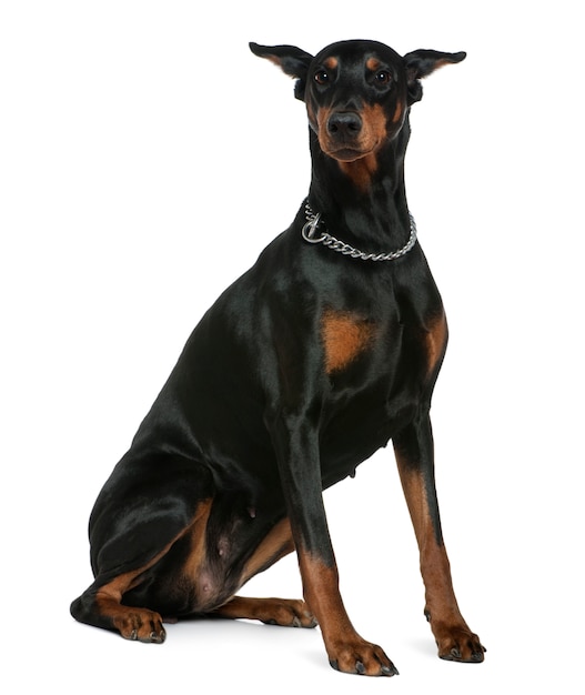 Doberman Pinscher, 7 years old. Dog portrait isolated