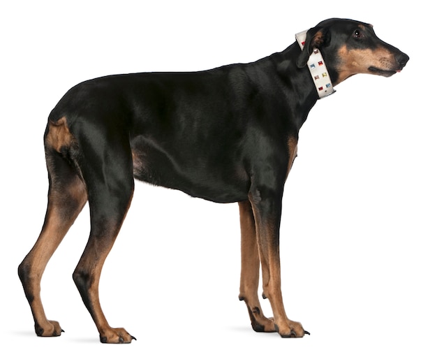 Doberman pinscher, 9 anni, in piedi