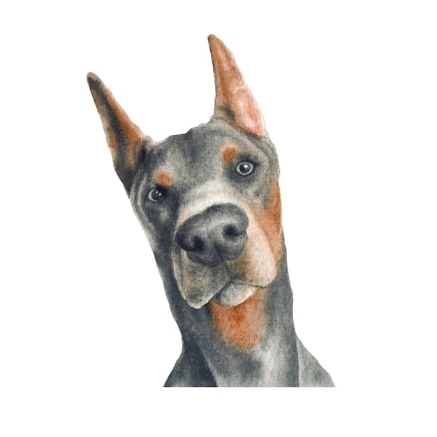 Doberman pinscher hond aquarel illustratie