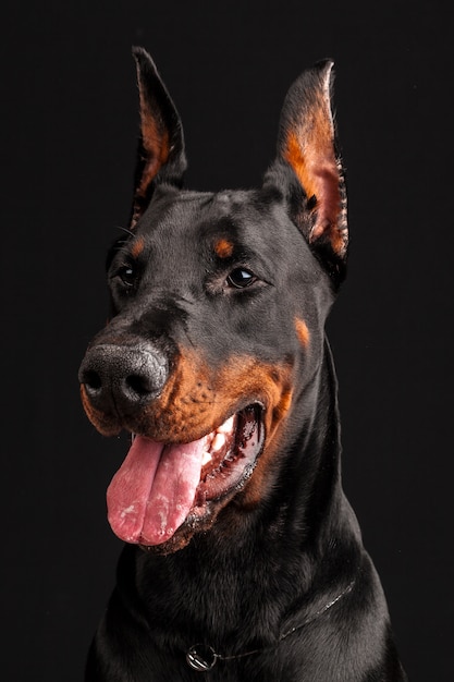 Doberman Pinscher portrait on black.