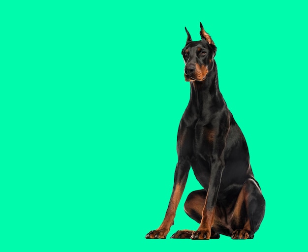 Doberman Pinscher sitting isolated on green