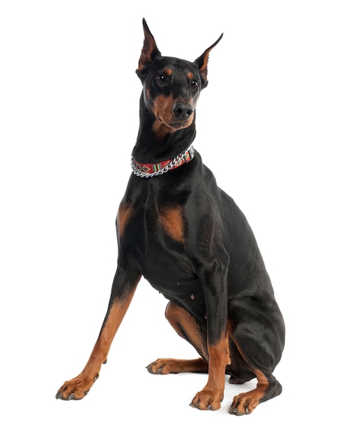 Doberman pinscher