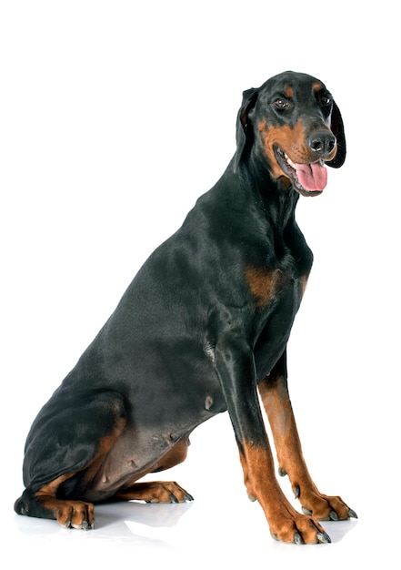 doberman pinscher