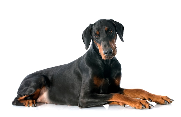 Doberman pinscher