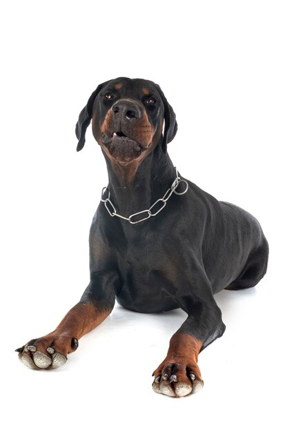 Doberman pinscher