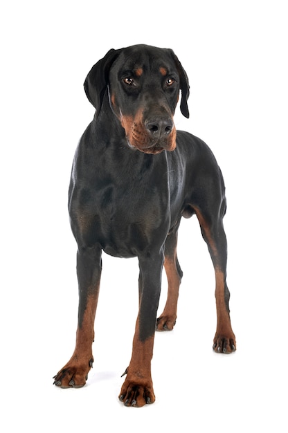 Doberman pinscher 