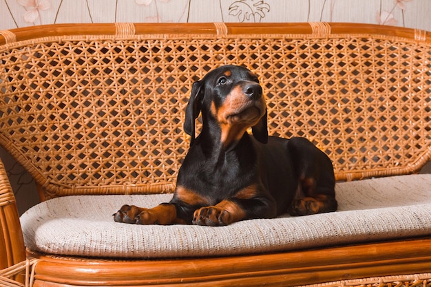 A Doberman puppy at home lies on a rattan sofa