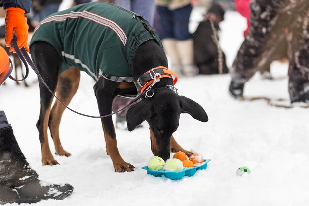 Doberman in the street in winter dog training