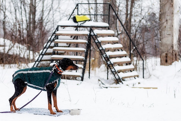 Doberman waiting in the cold owner