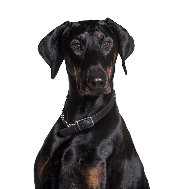 Doberman wearing collar, looking at camera against white surface