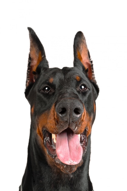 Doberman con la lingua fuori dalla bocca