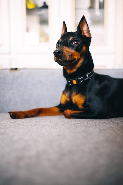 Dobermann Pinscher beautiful dog in a very sweet pose in the comfortable home