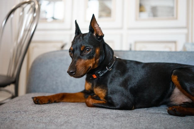 Dobermann Pinscher mooie hond in een heel lieve pose in het comfortabele huis