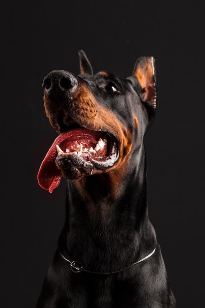 Dobermann Pinscher portret op zwart.